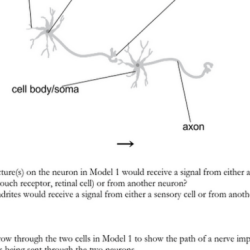 Neuron function pogil answer key