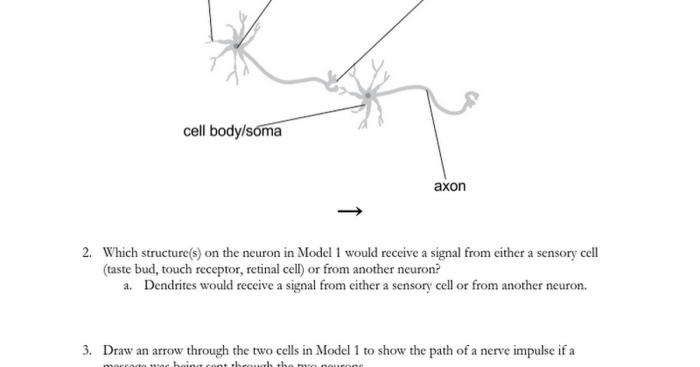 Neuron function pogil answer key