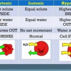 Hypertonic hypotonic concentration compared scientists