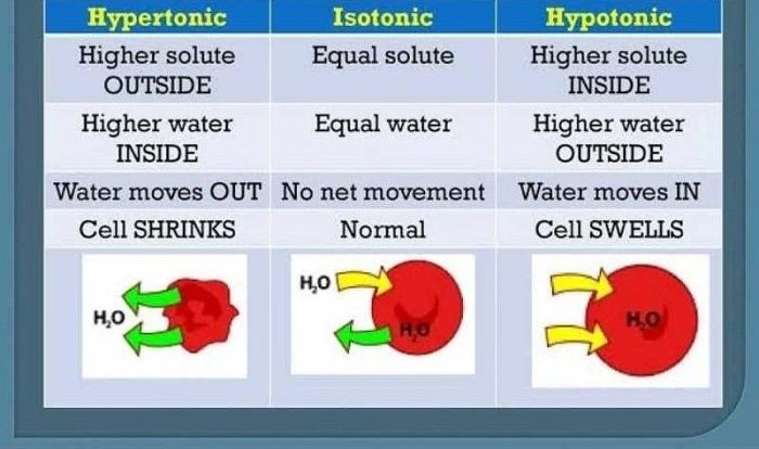 Hypertonic hypotonic concentration compared scientists