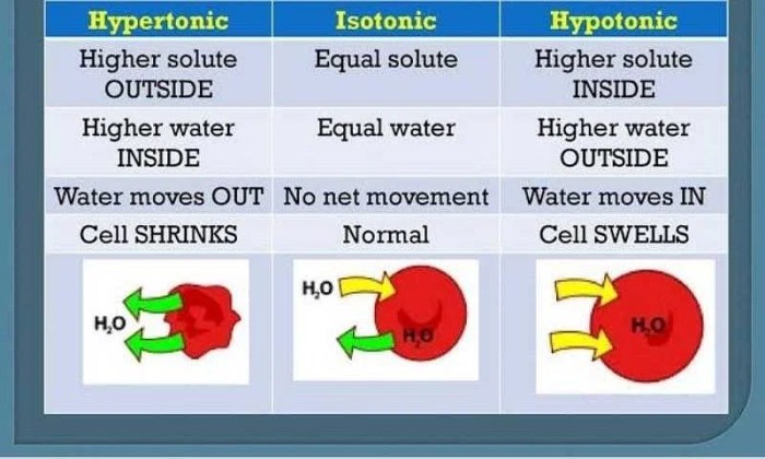 Hypertonic hypotonic concentration compared scientists