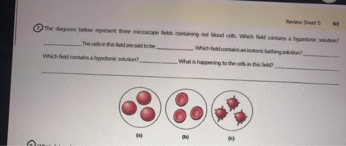 Which field contains a hypertonic solution