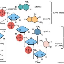 Proteins nucleic acids fergy teach lesson teachersnotebook