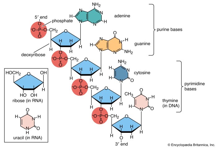 Proteins nucleic acids fergy teach lesson teachersnotebook