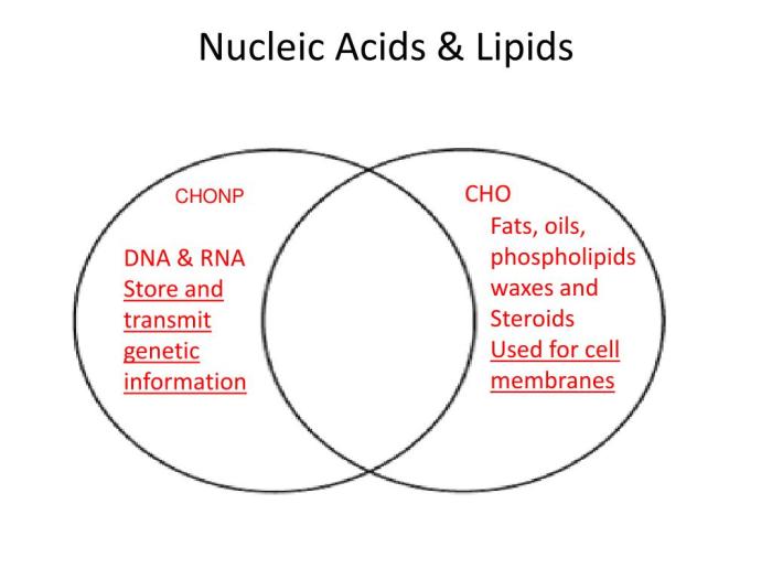 Proteins and nucleic acids venn diagram