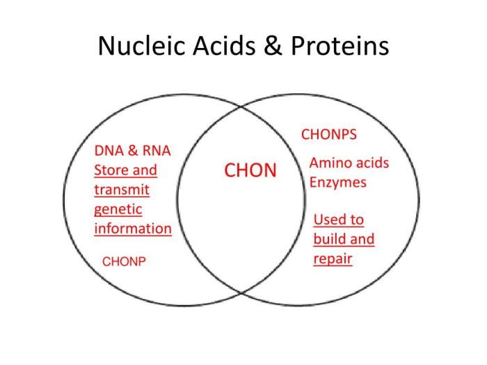 Proteins and nucleic acids venn diagram