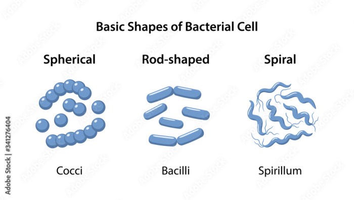 Bacteria round rod or spiral dichotomous key answers