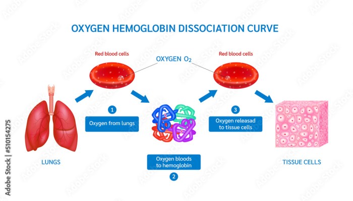 Hemoglobin molecular globin abnormal heme erythrocytes hemoglobins askhematologist anemia gamma unsupported binds implausible sars cov agglutination sickle biology figure recycling