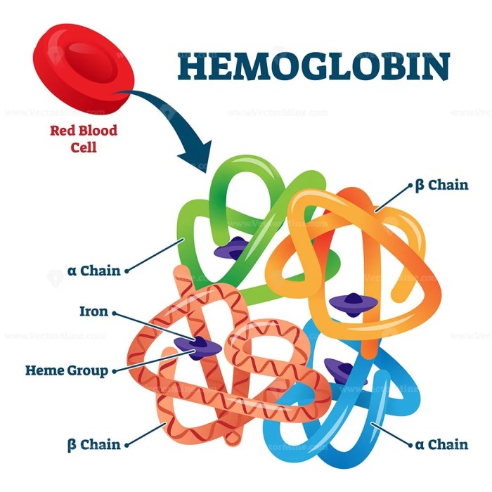 Select all the true statements regarding normal hemoglobin: