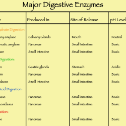 Intestine small absorbed digestive system biology lipids digested figure cells intestinal epithelial processes down triglycerides into fats fatty proteins lumen