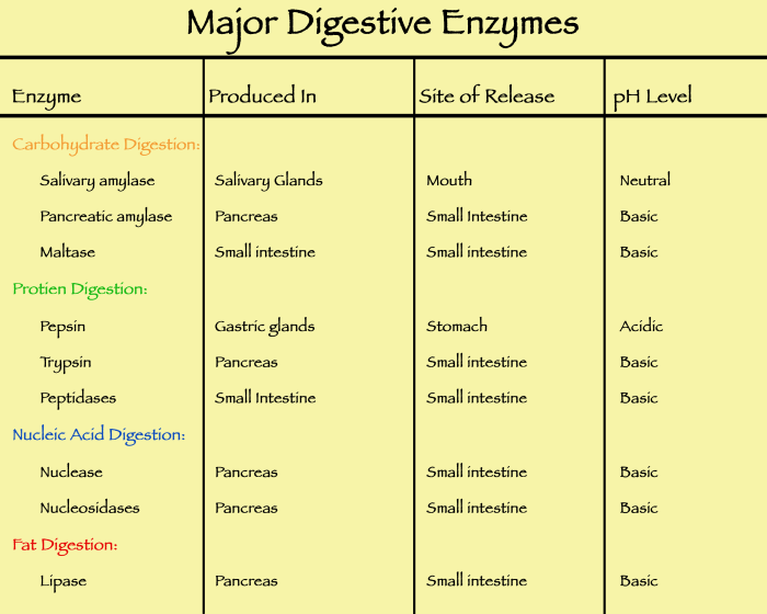 Intestine small absorbed digestive system biology lipids digested figure cells intestinal epithelial processes down triglycerides into fats fatty proteins lumen