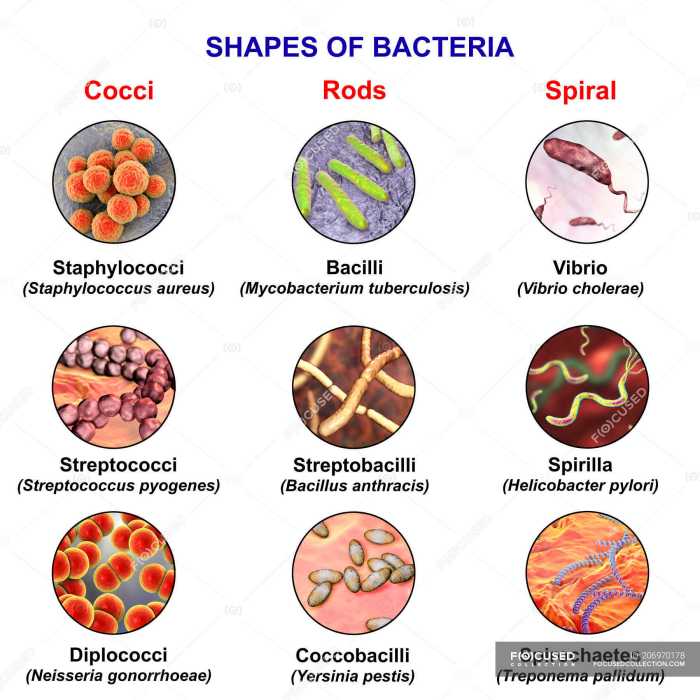 Shapes bacterial cell microbiology quizlet adjectives