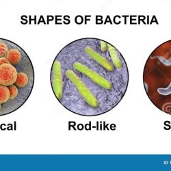 Bacterial bacteria conjunction pilus exported