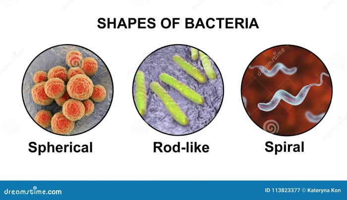 Bacterial bacteria conjunction pilus exported