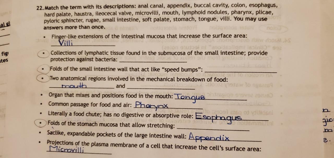 The gullet no digestive/absorptive function