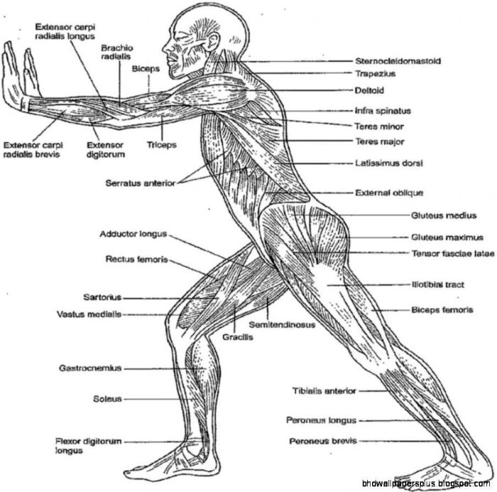 Anatomy and physiology coloring workbook chapter 3 answers